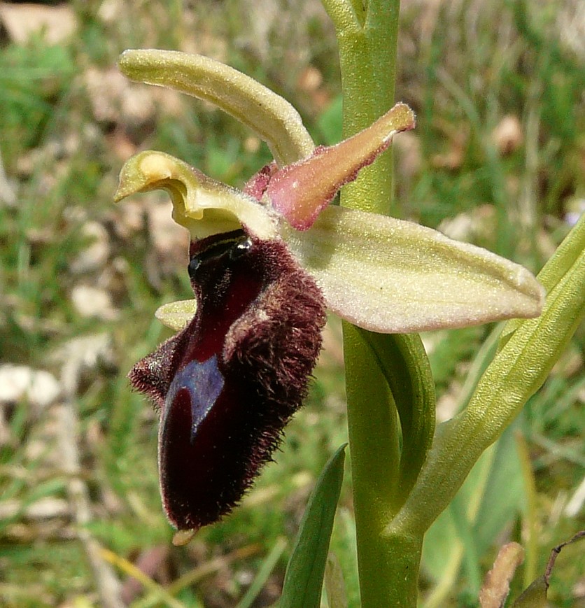 Ophrys promontorii